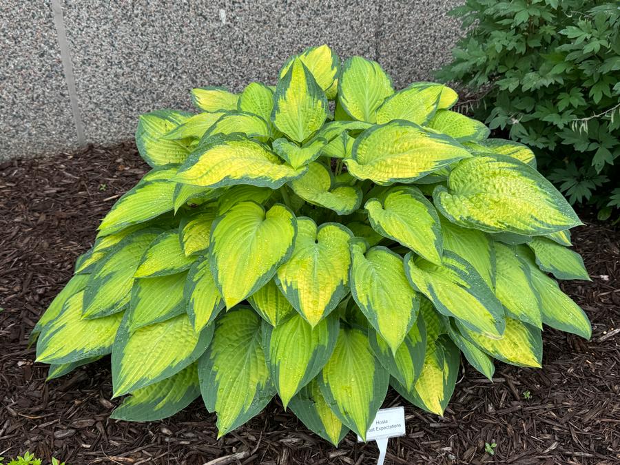 Hosta 'Great Expectations (sieboldiana)'