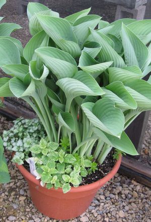 Hosta 'Krossa Regal'