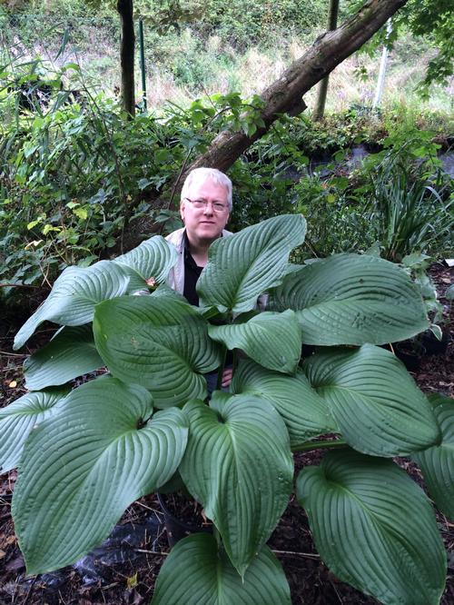 Hosta 'T-Rex'