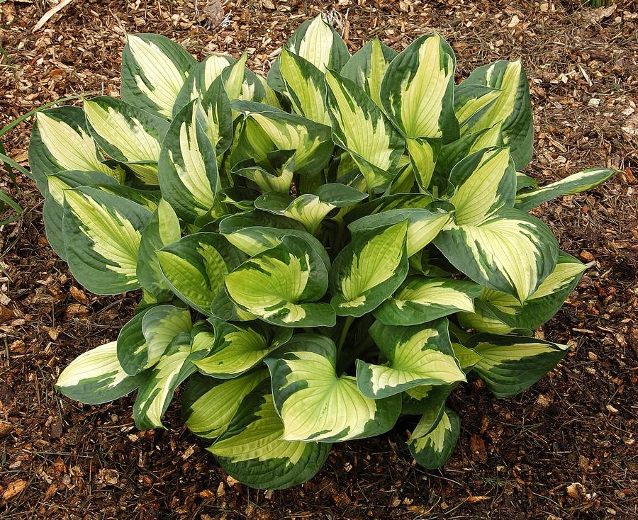 Hosta 'Whirlwind'