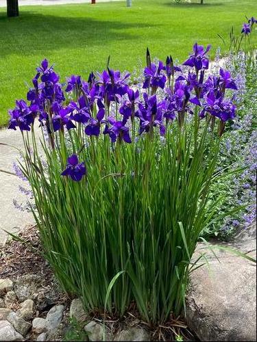 Iris siberica 'Caesar's Brother'