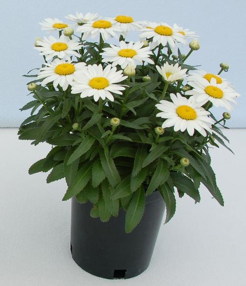 Leucanthemum superbum 'Snowcap'