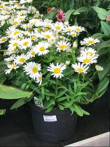 Leucanthemum snow on sale lady
