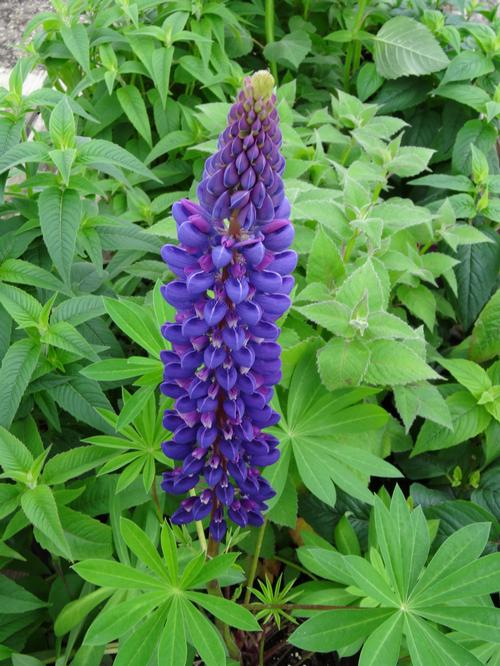 Lupinus 'Gallery Blue'