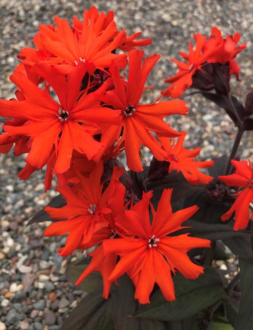 Lychnis arkwrightii 'Orange Gnome'