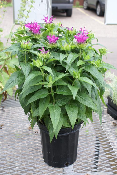 Bee Balm Monarda Grand Parade™ from Growing Colors