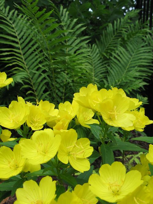 Oenothera missouriensis (macrocarpa) 