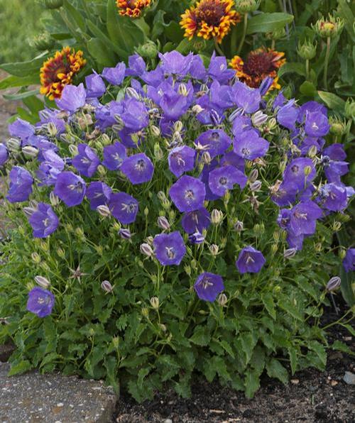 Campanula carpatica 'Pearl Deep Blue'