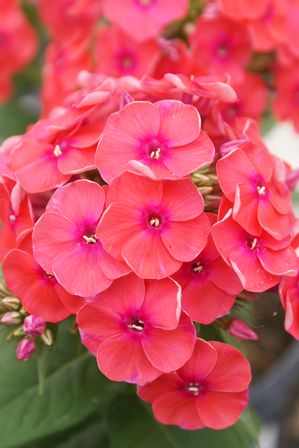 Phlox Dwarf Garden paniculata 'Flame® Coral'