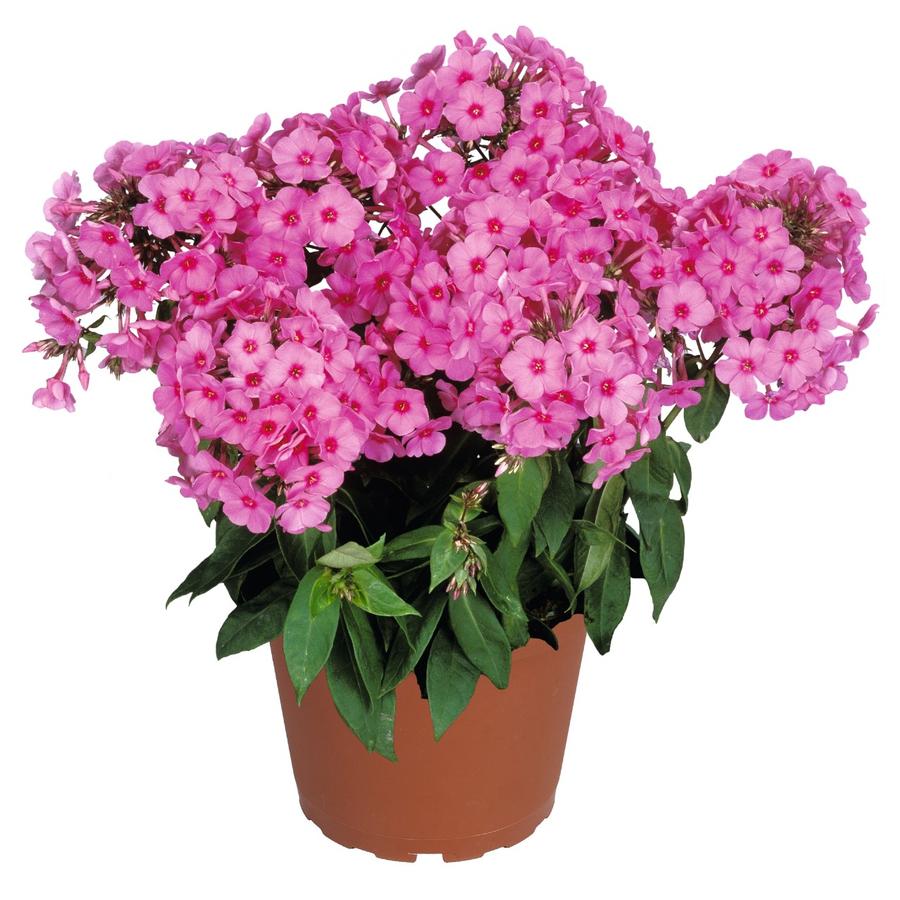 Phlox Dwarf Garden paniculata 'Flame® Pink'