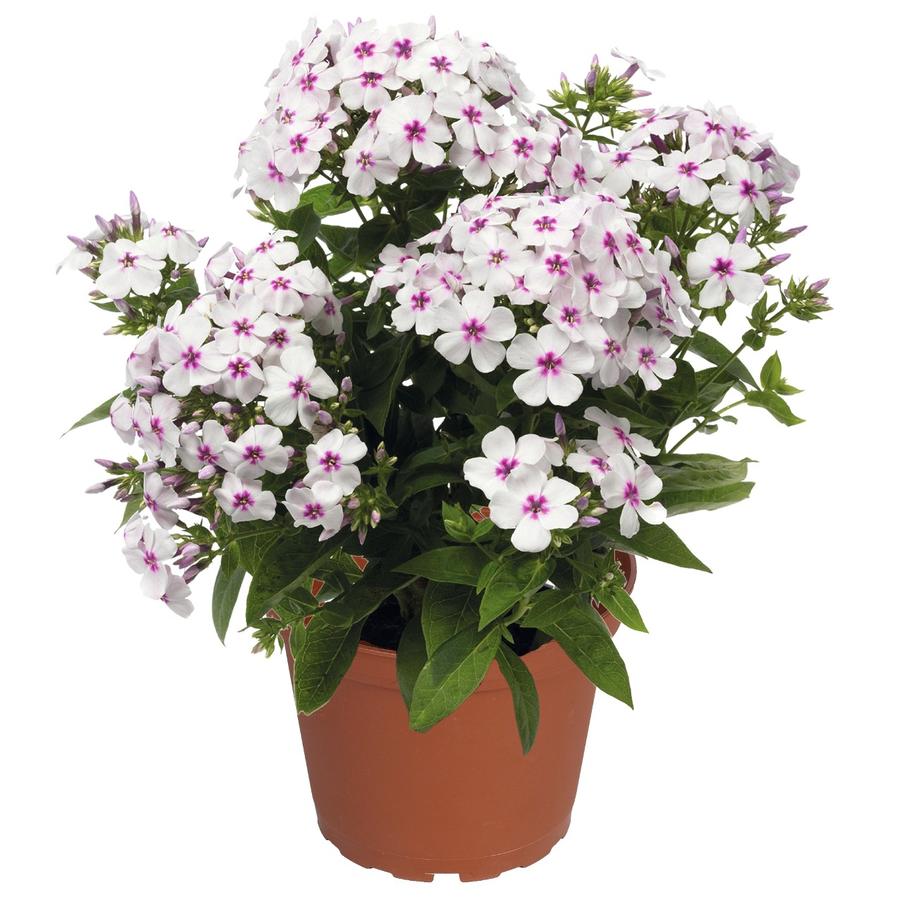 dwarf garden phlox phlox flame™ series paniculata white