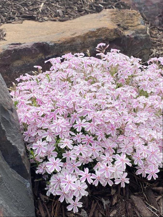 Phlox subulata 'Candy Stripe'