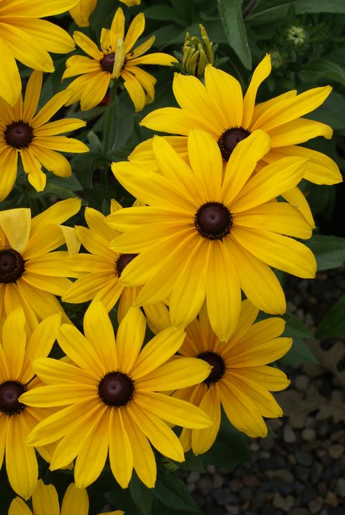 Rudbeckia hirta 'Indian Summer'