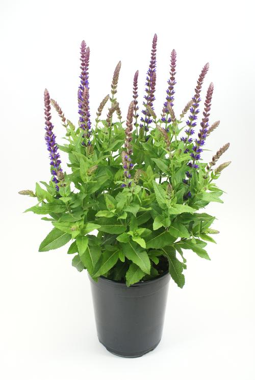 Salvia nemorosa 'East Friesland'