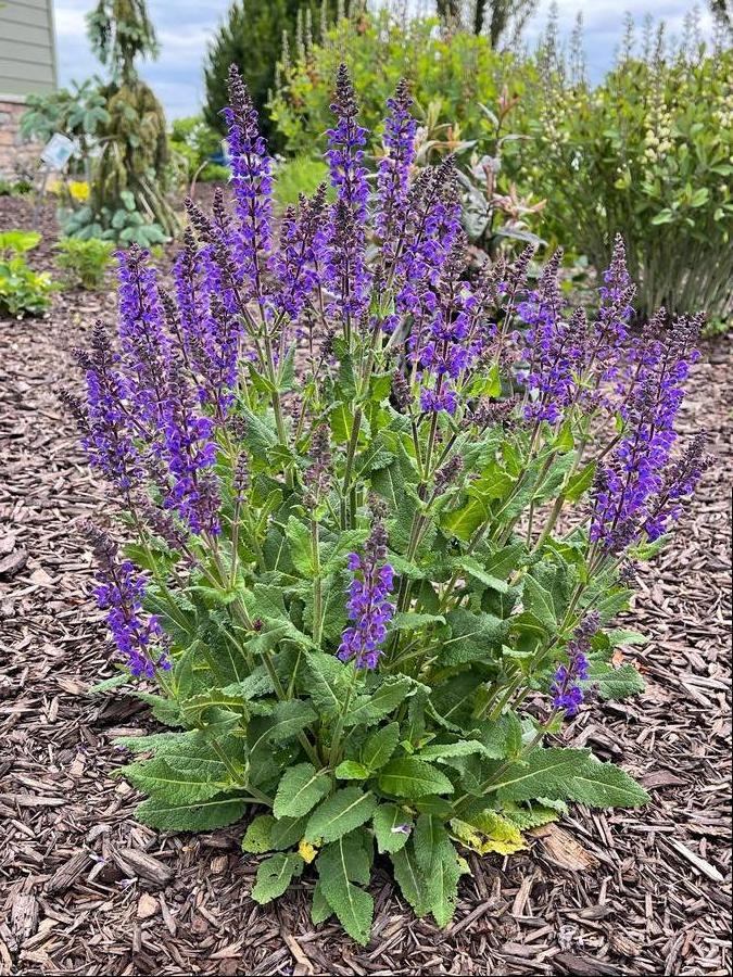 Salvia nemorosa 'May Night'