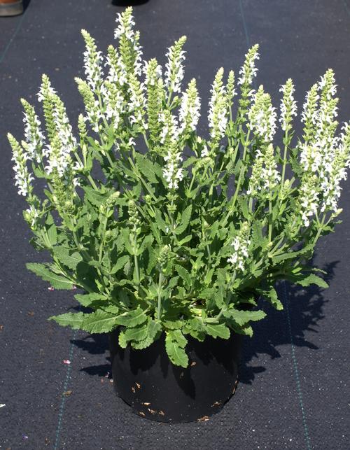 Salvia nemorosa 'Sensation® White'