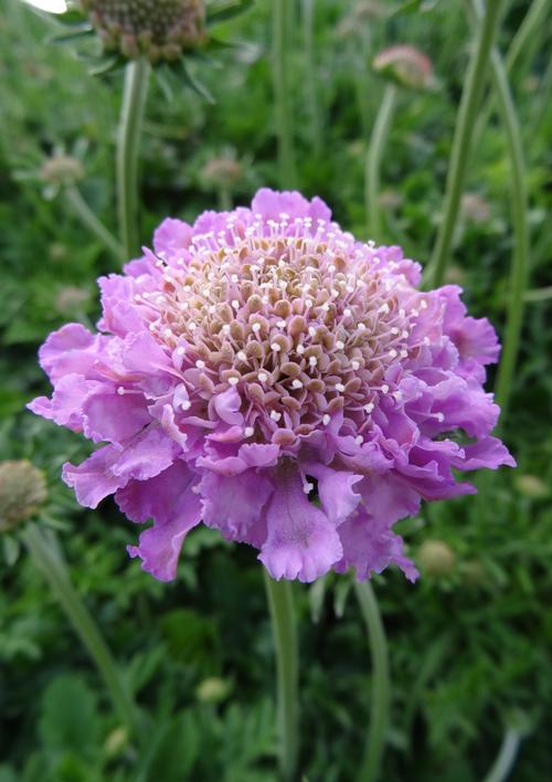 Scabiosa columbaria 'Pink Mist'