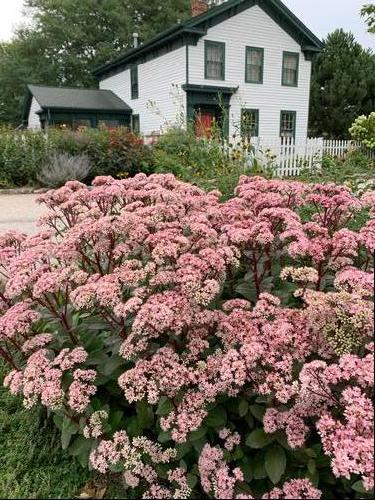 Sedum Tall Upright Clumping 'Matrona'