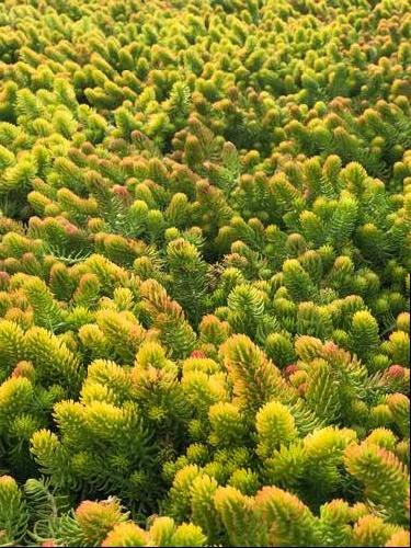 Sedum Low Growing/Ground Cover rupestre 'Angelina'