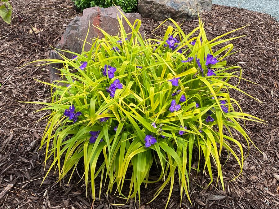Tradescantia andersoniana 'Blue & Gold'