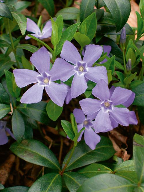 Vinca minor 'Bowles Variety'