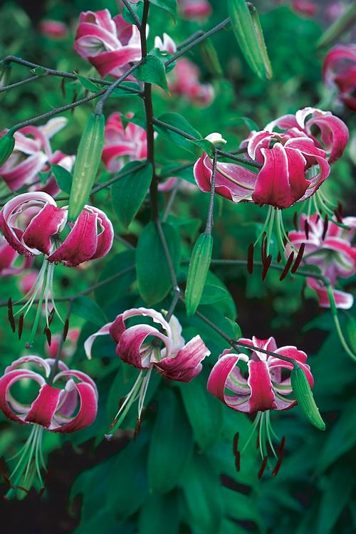 Lilium - OT Hybrid Lily 'x Black Beauty'