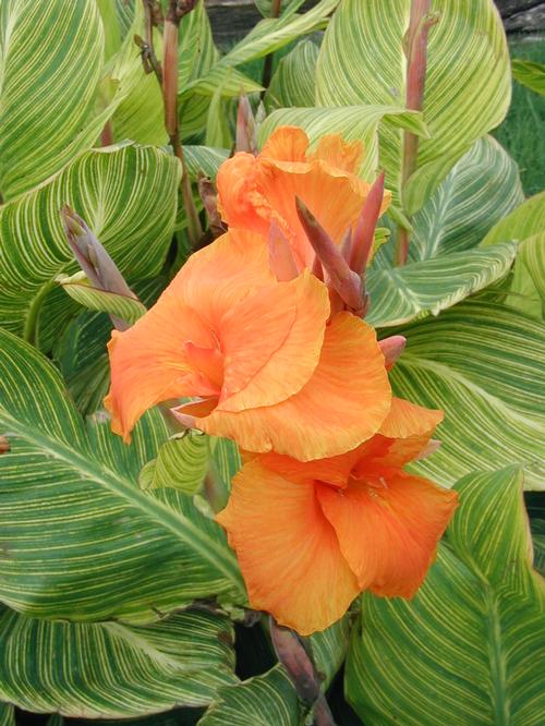 Canna 'Pretoria'