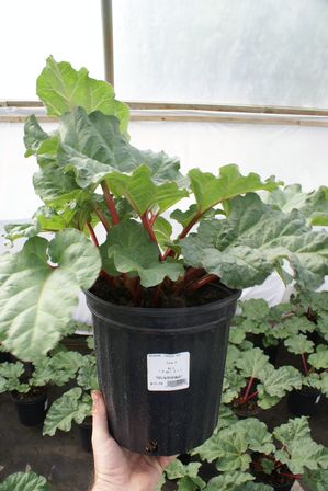 Rhubarb 'Canada Red'