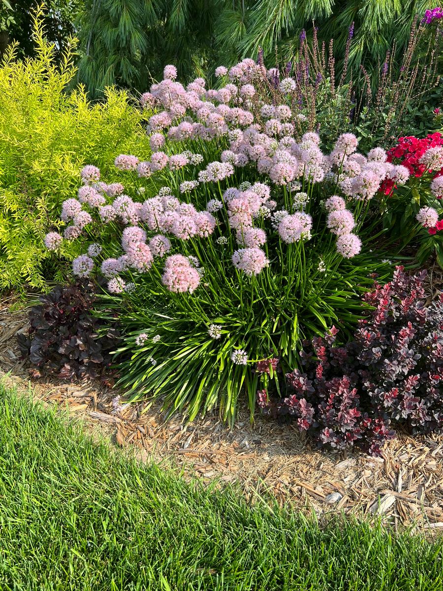 Allium tanguticum 'Summer Beauty'