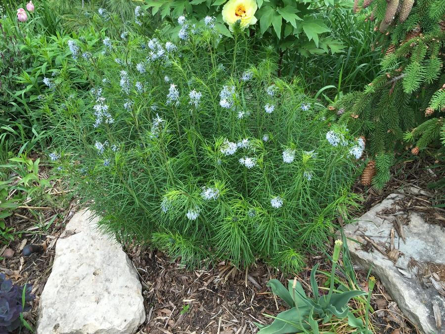 Amsonia hubrichtii 