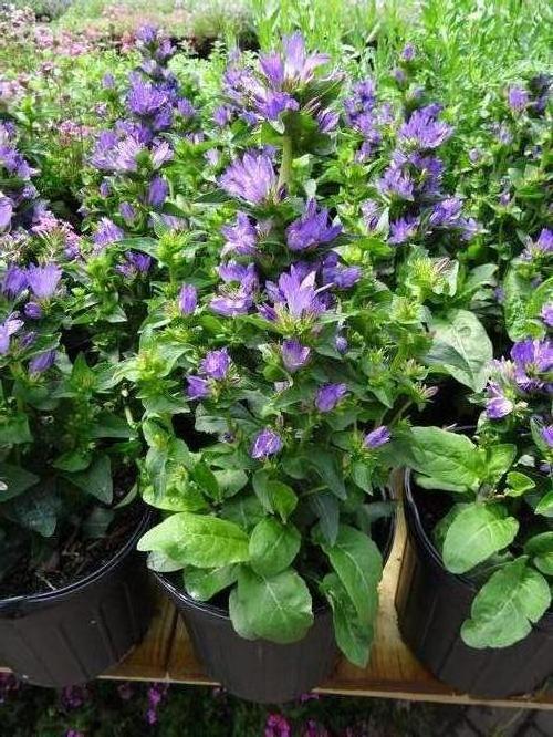 Campanula glomerata 'Freya'