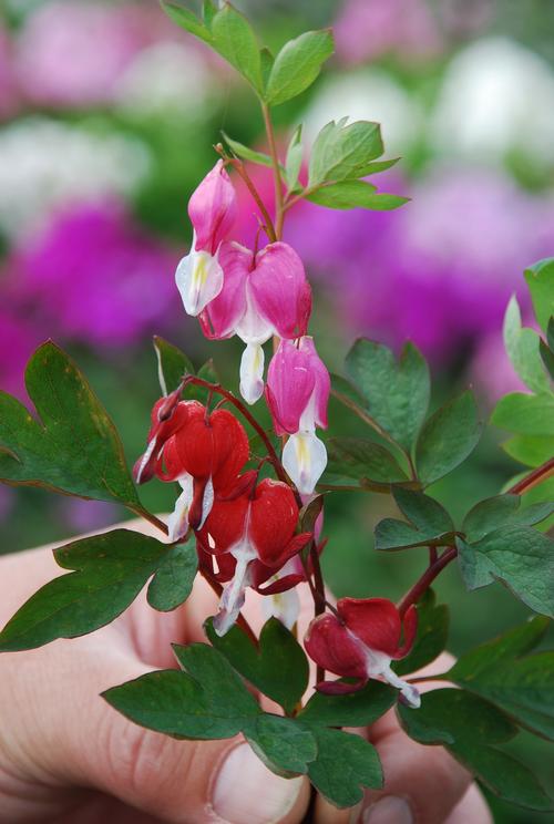 Dicentra spectabilis x 'Valentine 'Hordival''