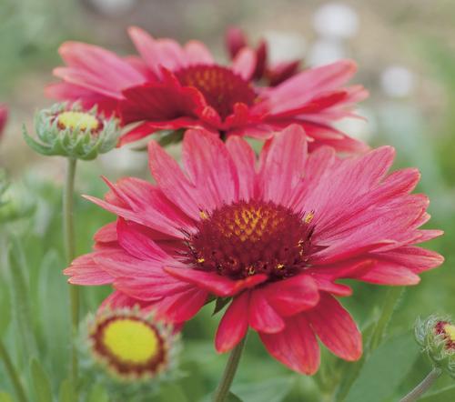 Gaillardia aristata 'Arizona Red Shades'