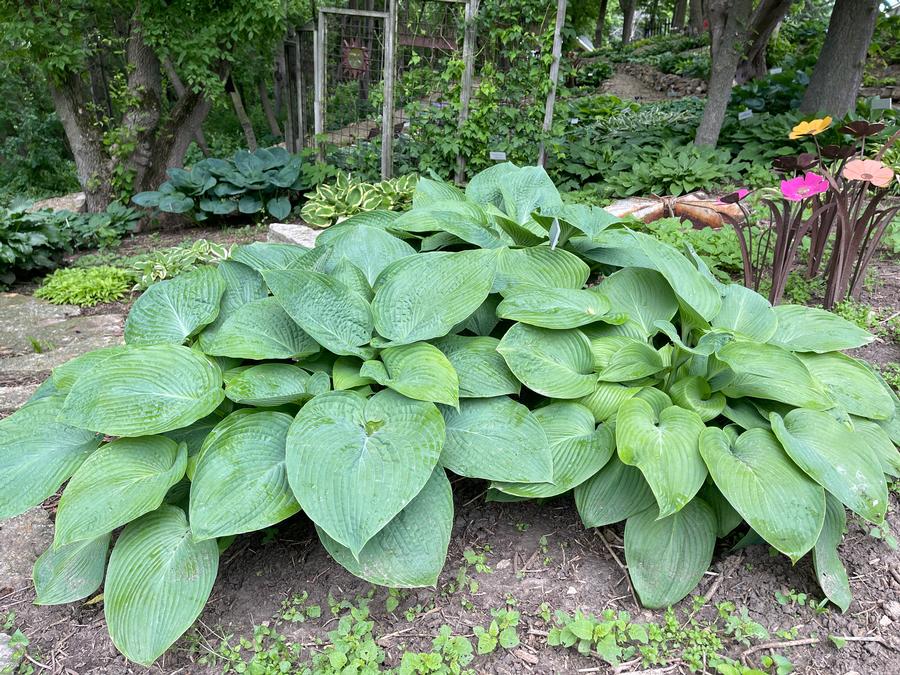 Hosta 'Jurassic Park'