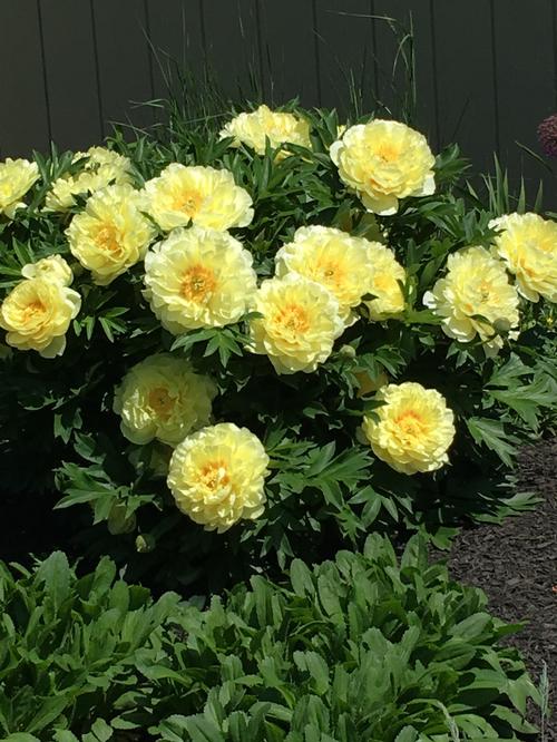 Peony ITOH 'Bartzella'