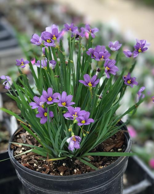Sisyrinchium angustifolium 'Lucerne'