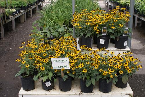 Rudbeckia fulgida var. sullivantii 'Little Goldstar'