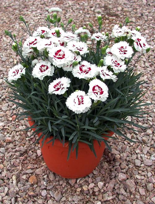 Dianthus 'Scent First® Coconut Surprise'
