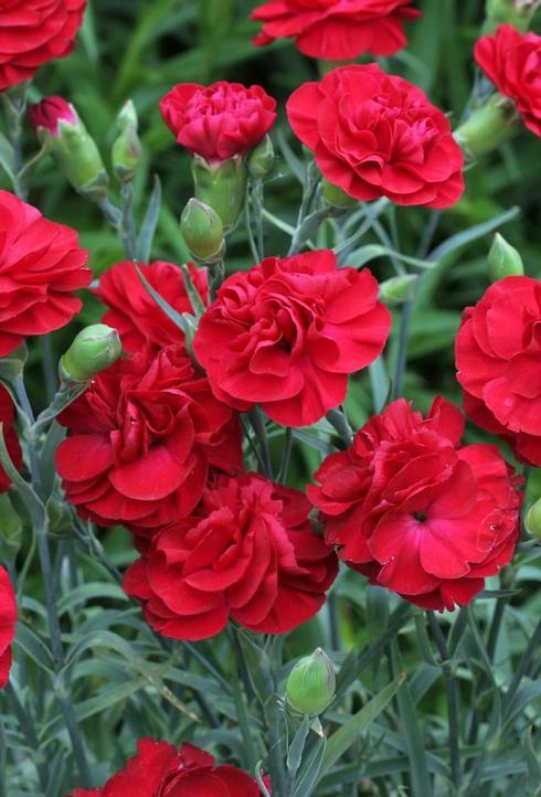 Dianthus 'Scent First® Passion'