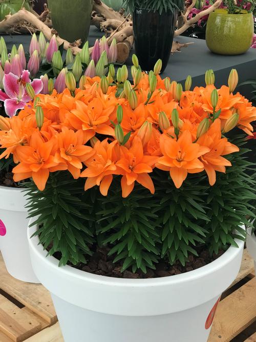 Lilium Asiatic Pot Lily Looks™ Tiny Double You from Growing Colors