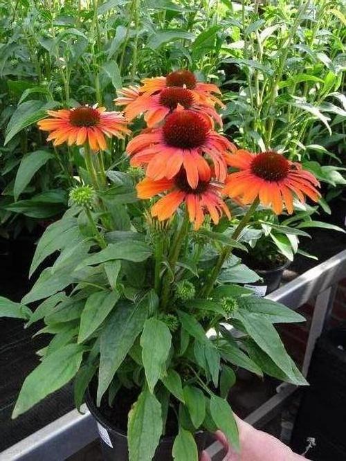 Coneflower Echinacea purpurea Butterfly™ Julia from Growing Colors