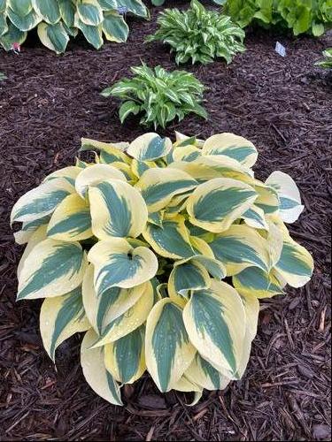 Hosta 'Ben Vernooij'