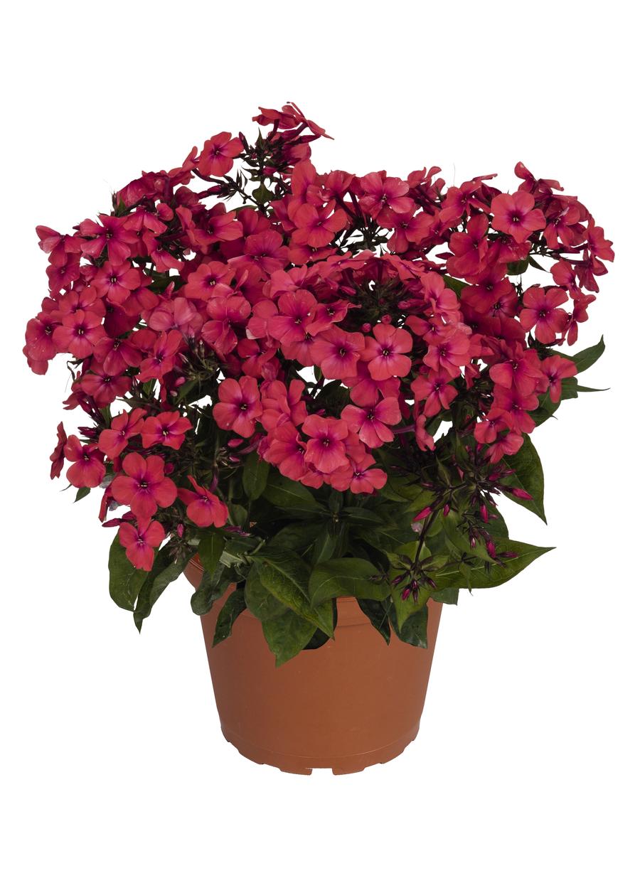 Phlox Dwarf Garden paniculata 'Flame® Red'