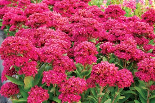 Sedum Tall Upright Clumping 'Class Act'