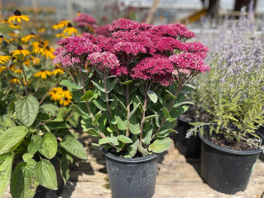 Sedum Tall Upright Clumping 'Mr. Goodbud'