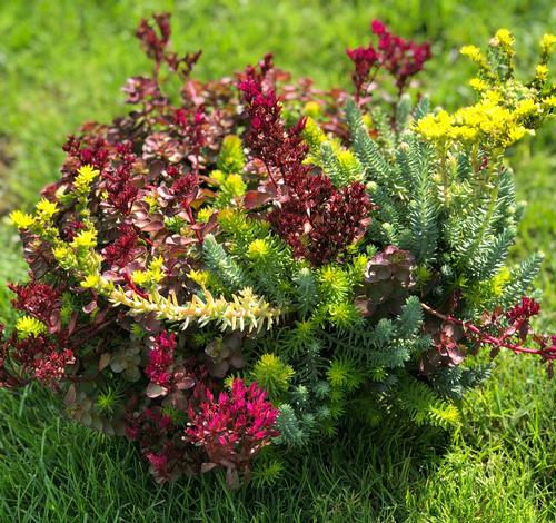 Sedum Low Growing/Ground Cover 'Flaming Carpet'