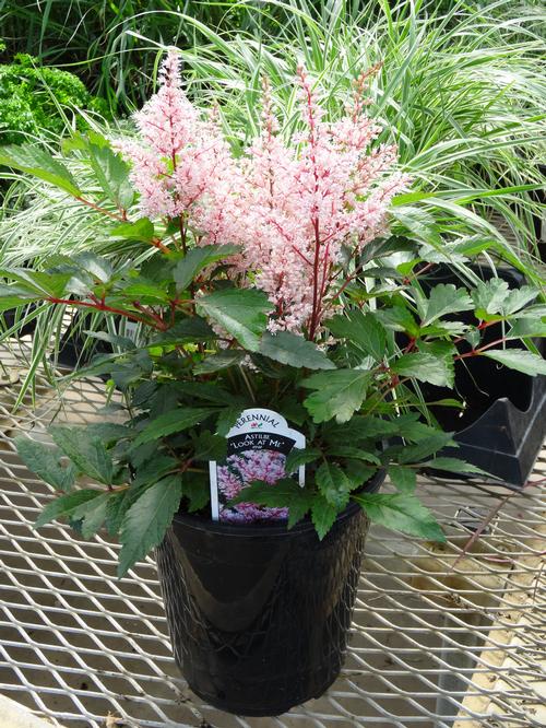 Astilbe arendsii 'Look at Me'