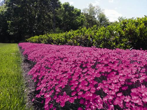 Dianthus 'Beauties® Kahori'