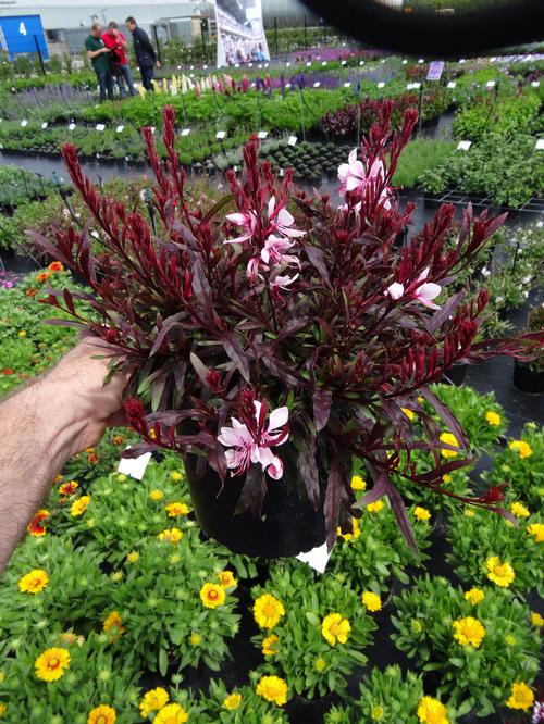 Gaura lindheimeri 'Gaudi™ Pink'