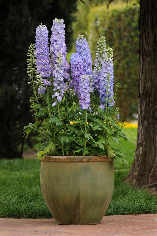 Delphinium elatum 'Guardian Lavender'